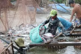 Tra fish fry production to use more new technologies