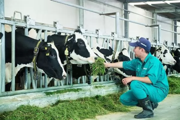 Vietnam's livestock industry hopes difficulties will reduce in 2023