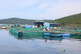 Solutions for sustainable growth of lobster farming