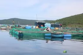 Solutions for sustainable growth of lobster farming