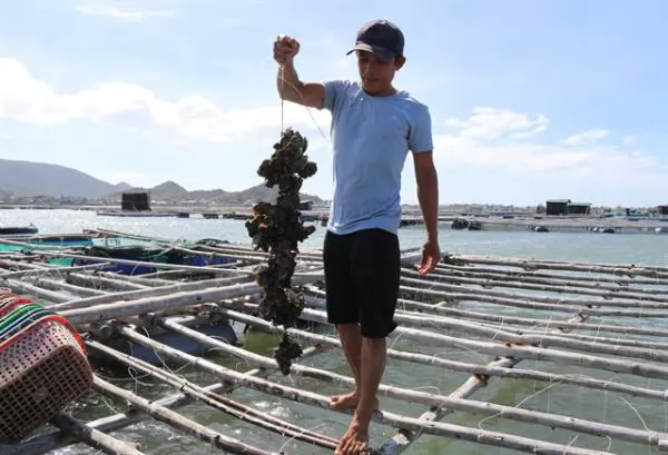 Ninh Thuận expands marine aquaculture