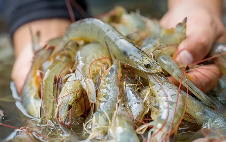 Shrimp sector mounts effort to rise in 2023