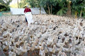 Đồng Tháp to develop duck breeding