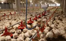 The role and position of poultry husbandry in the upcoming period