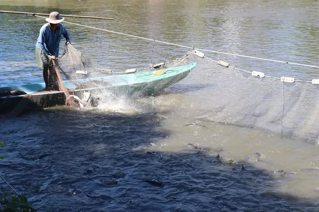 Đồng Tháp Province seeks to set quality bar high for its tra fish