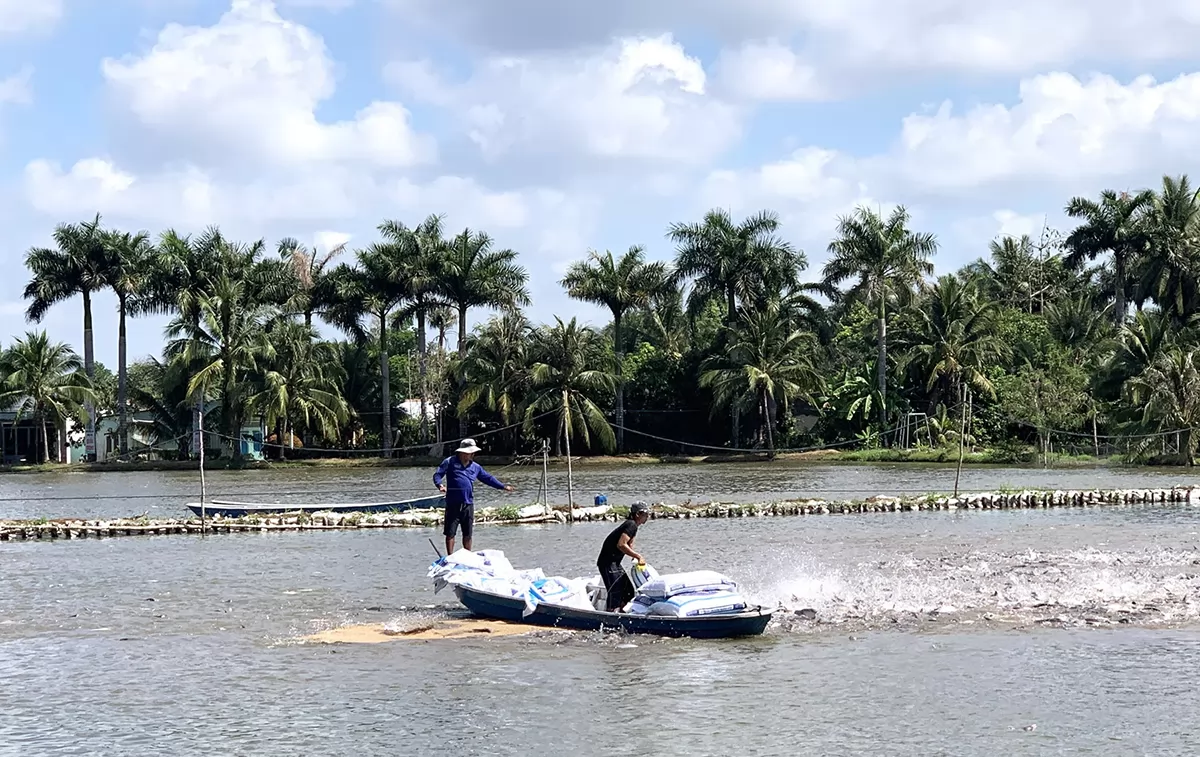 Mekong Delta: Pangasius exports manage to overcome the bend