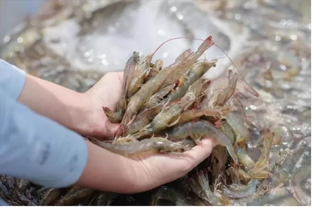 Shrimp industry needs solutions to achieve export target this year