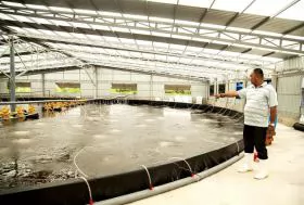 Bến Tre Province expands hi-tech shrimp farming