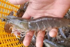 How will Vietnamese shrimp exports be in the last months of the year?