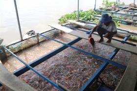 Tiền Giang develops aquaculture