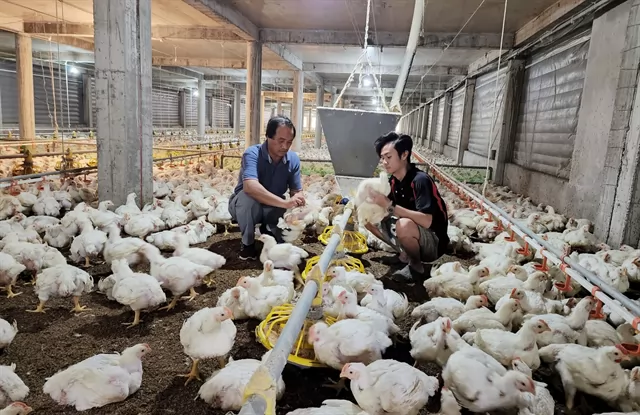 Farmer in Đồng Nai pioneer application of technology in chicken farming for export