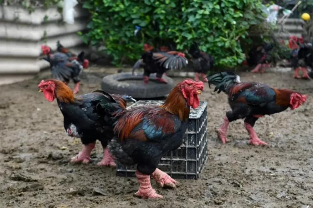 Giant legs of Vietnam's 'dragon chicken' a Lunar New Year delicacy