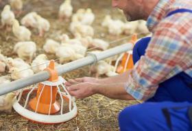 New poultry feed app helps farmers optimise nutrition