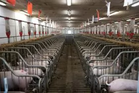 German farmers offered incentives to move away from pigs