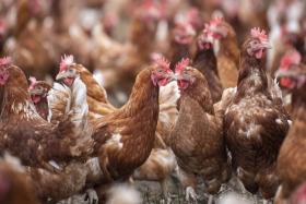 Improving layer hen welfare with better keel bone health