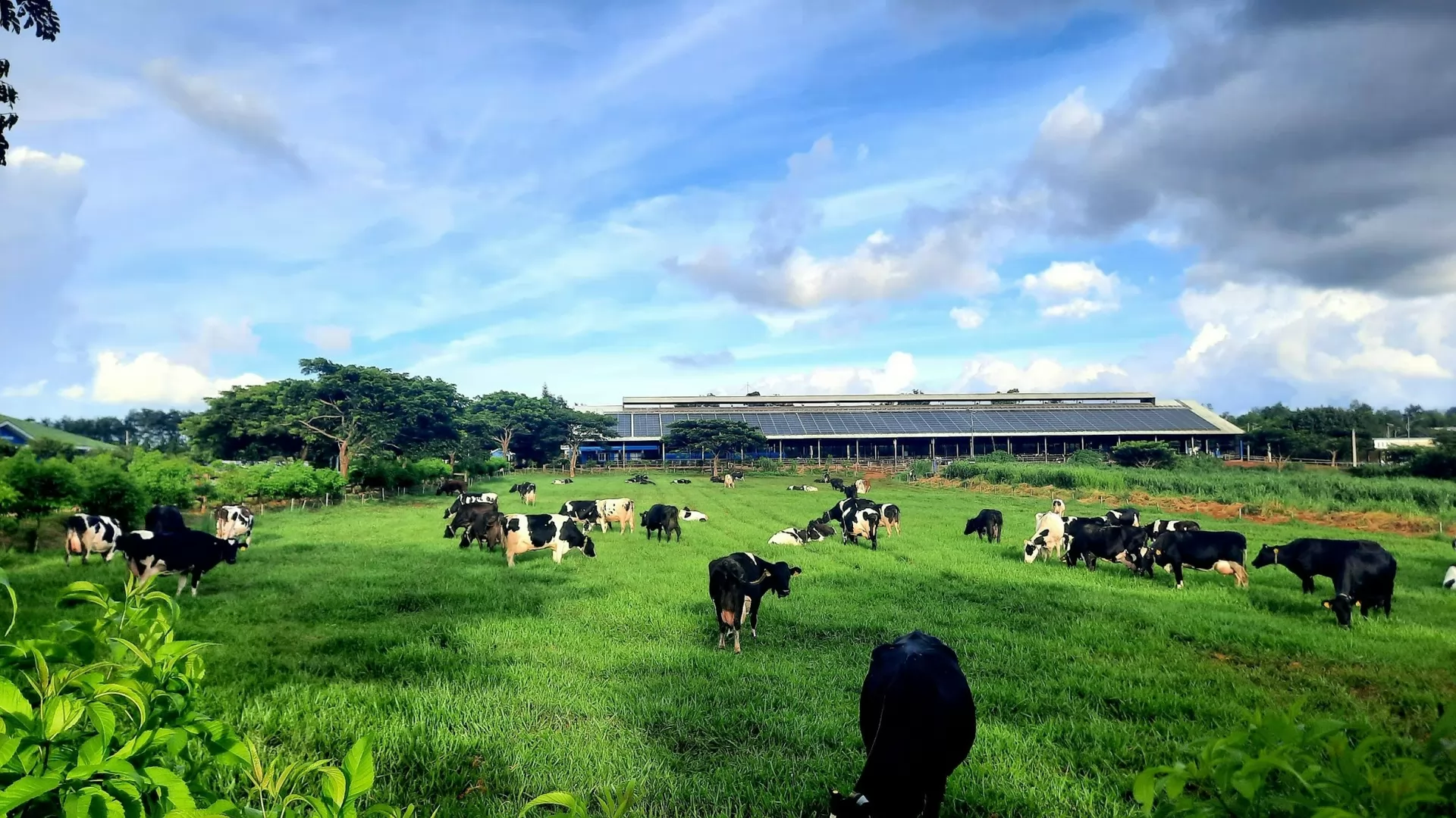 The Central Highlands has 87 disease-free livestock facilities