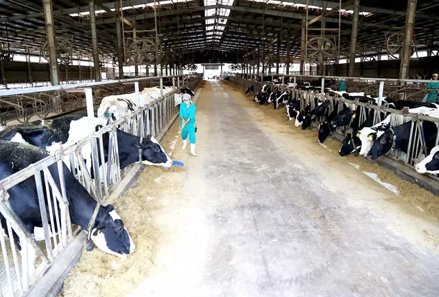 Tây Ninh Province developing more animal farms