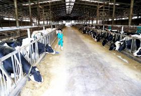 Tây Ninh Province developing more animal farms