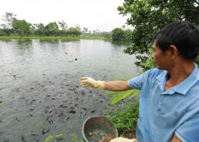 Ba Vì District restructures agriculture production to increase income for farmers