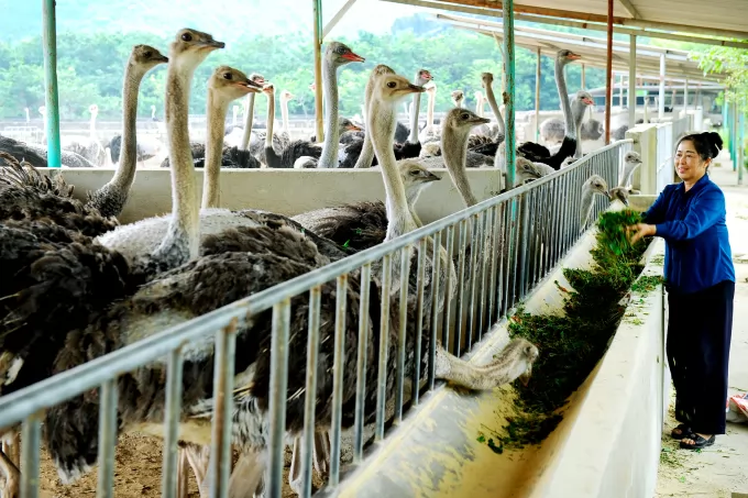 U70 female farmer earns billions by raising ostriches