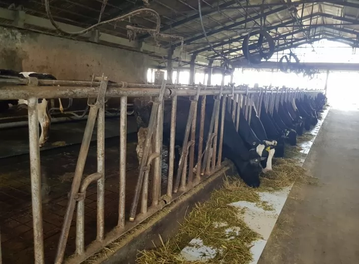 Tan Tai Loc dairy farm - a role model in Soc Trang