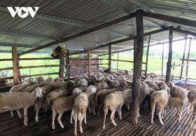 Farmers in Ninh Thuan province get rich by sheep farming