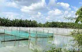 Frog farming struggles due to breed degradation and contamination