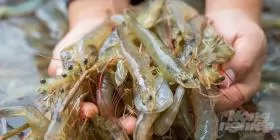 Measures for shrimp industry management are needed to standardize disease control processes