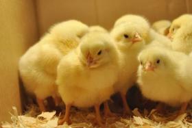 In 8 months, Vietnam imported about 2 million breeding chickens