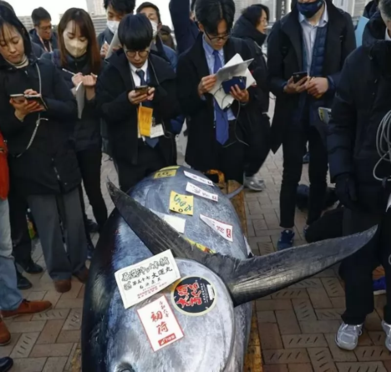 This 525-pound bluefin tuna just sold for nearly $800,000 at Tokyo's new year'saAuction