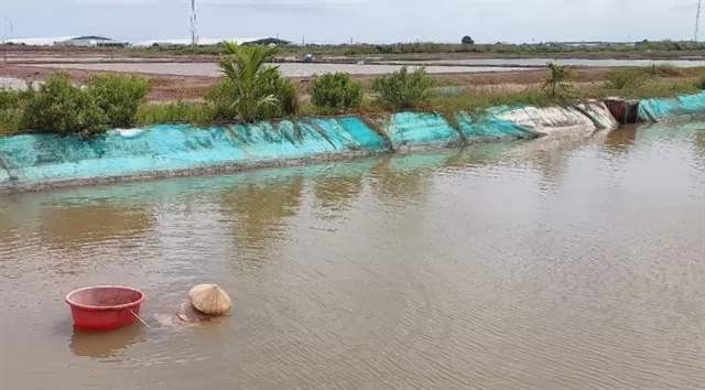 Bạc Liêu Province farmers increase incomes by adding blood cockles to shrimp ponds