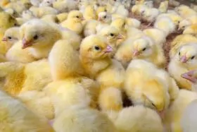 Poland's position as European poultry powerhouse strengthened