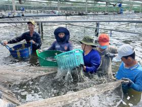 Bac Lieu province to reach 1 billion USD in seafood export turnover