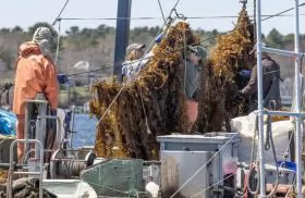 The biggest obstacle to the success of the seaweed sector in the West