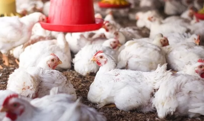 Hybrid governance and welfare standards for broilers