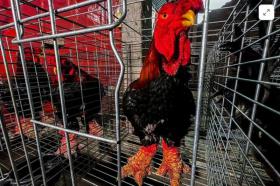 Vietnam's rare 'dragon chickens' all the rage for Lunar New Year