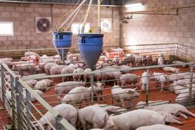Competition on Chinese pork market gets fiercer