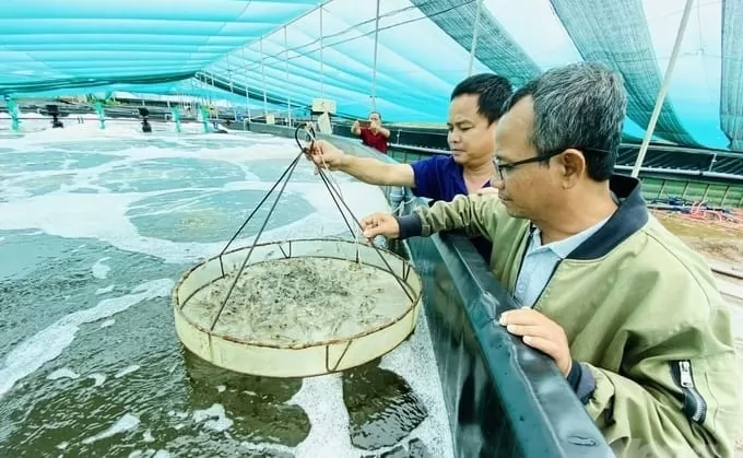 Shrimp industry is expected to earn more US$ 4 billion