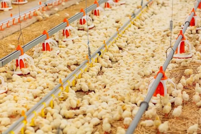 Active walking in broiler chickens - a flagship for good welfare