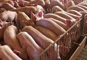ASF Philippines: How traders influence pork prices amid outbreaks
