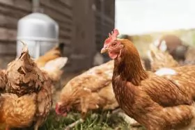 New laying hen welfare standards paused following industry criticism