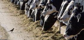 Bird flu discovered in U.S. dairy cows is disturbing