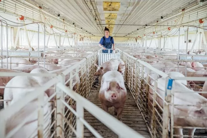 Detecting ileitis in a swine herd