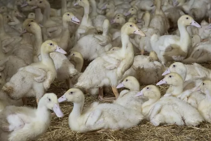 French getting a grip on avian influenza