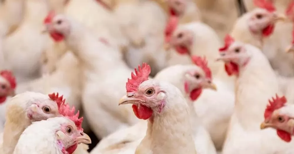 Worst ever UK outbreak of avian influenza declared over