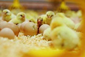 On-farm hatching - a growing trend in the US and Canada