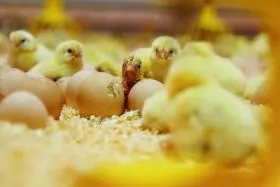 On-farm hatching - a growing trend in the US and Canada