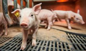 Breeding goals: Succeed in increasing piglet survival rate