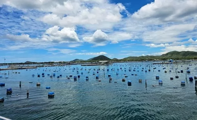 Phu Yen is aiming to export lobster through official channels