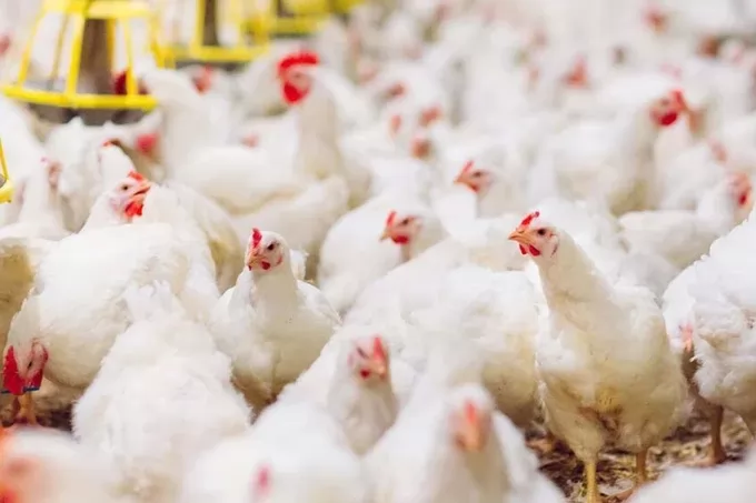 Russia to ban free-range poultry